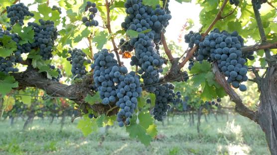 Cabernet fruit on the vine